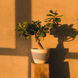 Balinese Night Home Fragrance - FABLAB AB